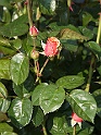 BUGA Schwerin   131